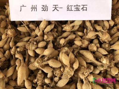 姜荷花